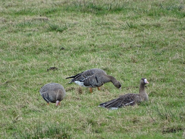 但稍有不慎 但稍有不慎